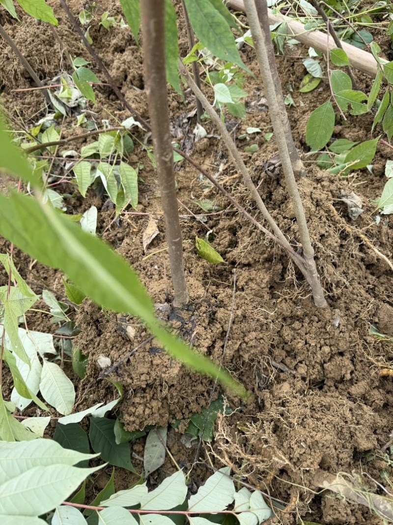 黄柏苗川黄柏苗大苗