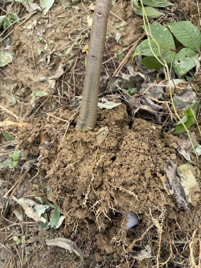 黄柏苗川黄柏苗大苗