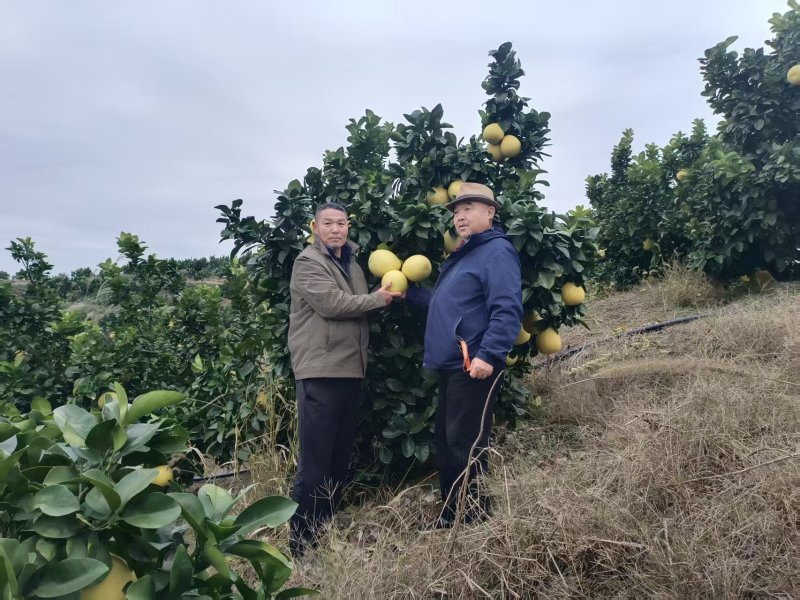 湖南省芷江县，安江农校葛老麻麻柚，冰糖柚万亩实验站。