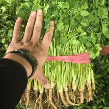 铁杆青香菜精品香菜山东香菜大量供应可视频看货欢迎来