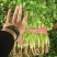 铁杆青香菜精品香菜山东香菜大量供应可视频看货欢迎来