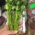 铁杆青香菜精品香菜山东香菜大量供应可视频看货欢迎来