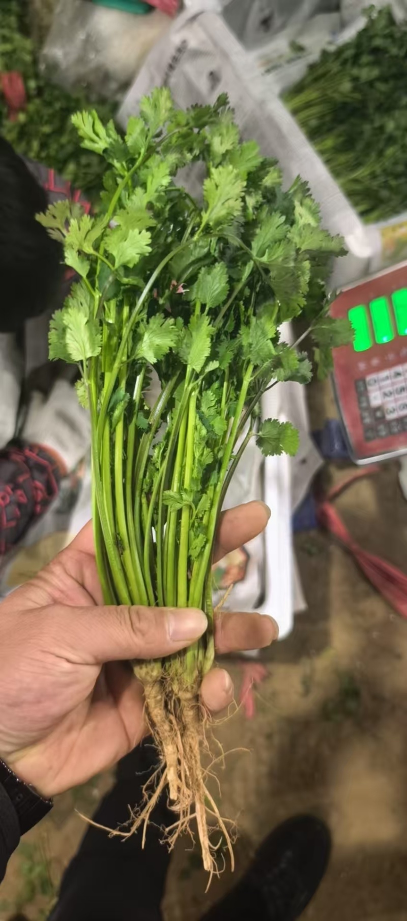 铁杆青香菜精品香菜山东香菜大量供应可视频看货欢迎来