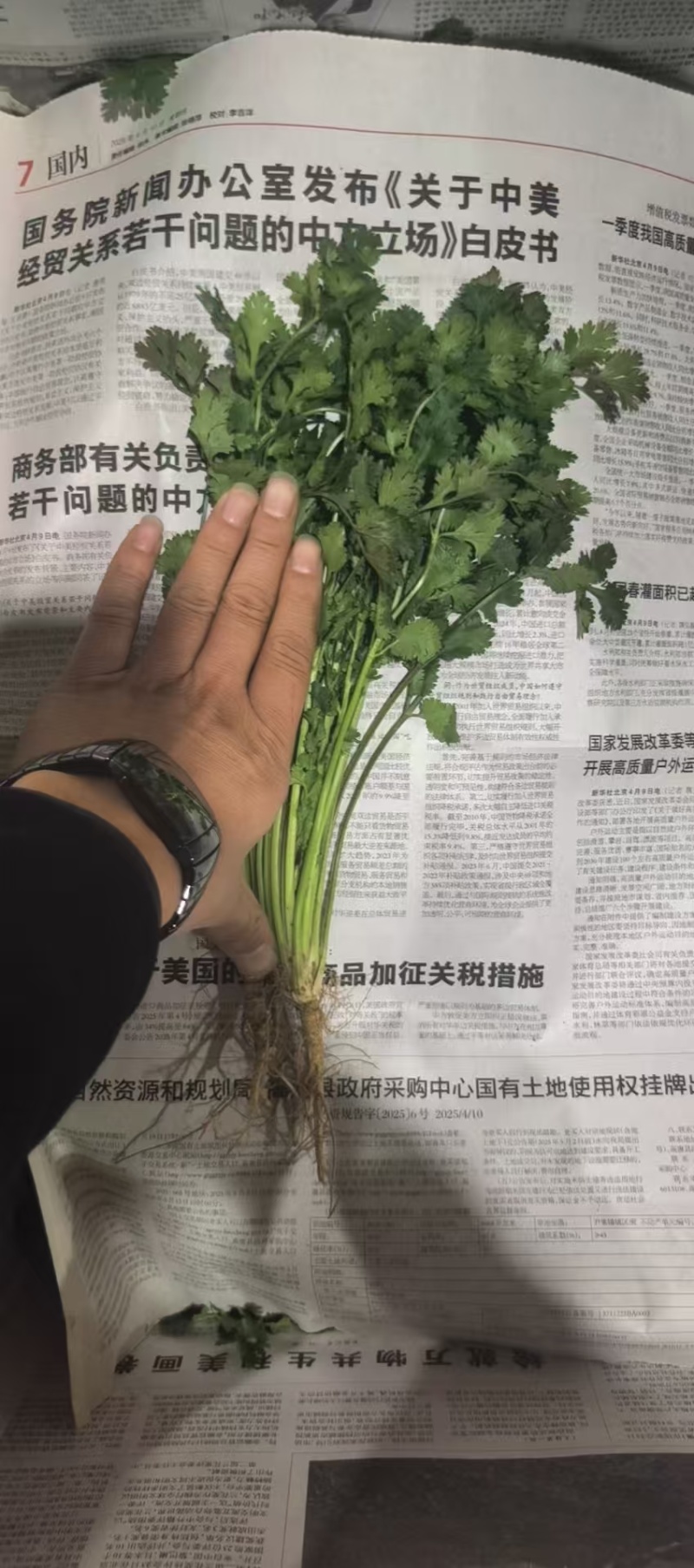 铁杆青香菜精品香菜山东香菜大量供应可视频看货欢迎来