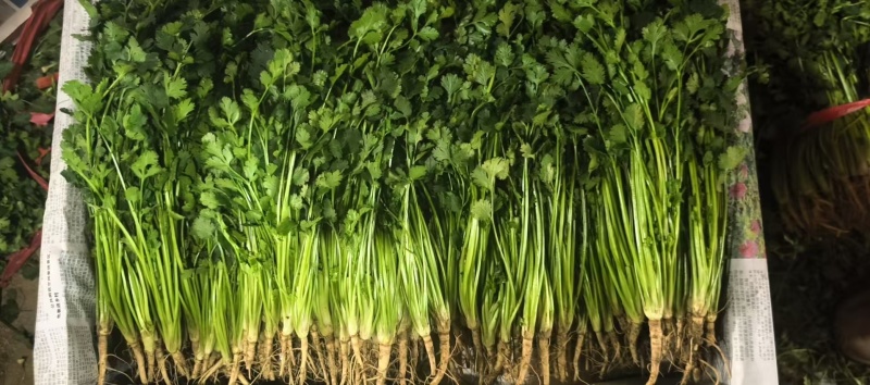 铁杆青香菜精品香菜山东香菜大量供应可视频看货欢迎来