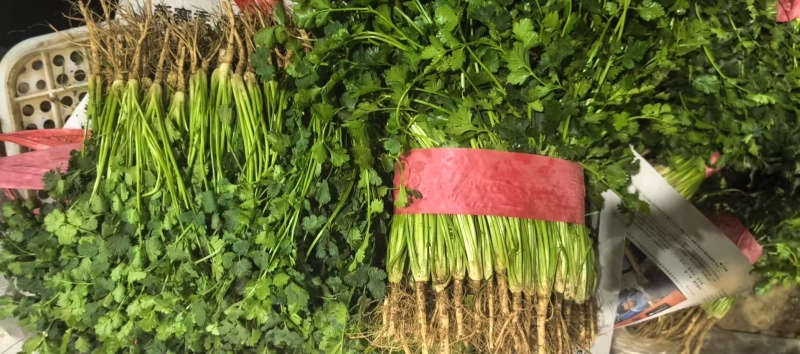 铁杆青香菜精品香菜山东香菜大量供应可视频看货欢迎来