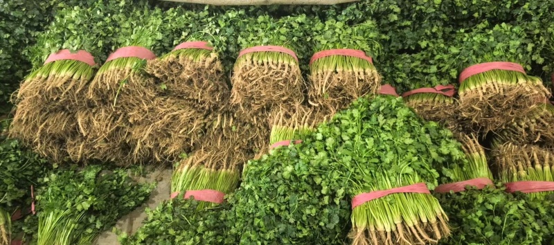 铁杆青香菜精品香菜山东香菜大量供应可视频看货欢迎来