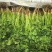 铁杆青香菜精品香菜山东香菜大量供应可视频看货欢迎来