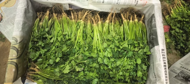 铁杆青香菜精品香菜山东香菜大量供应可视频看货欢迎来