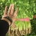 铁杆青香菜精品香菜山东香菜大量供应可视频看货欢迎来