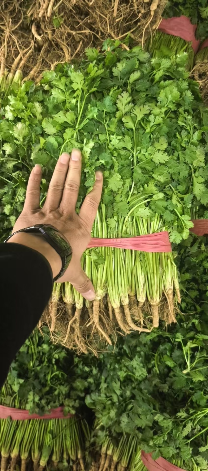 铁杆青香菜精品香菜山东香菜大量供应可视频看货欢迎来