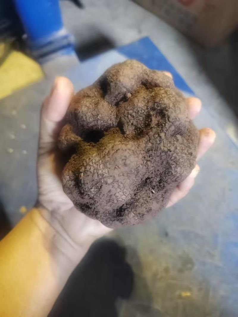 黑松露