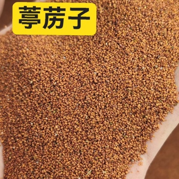 中药材葶苈子纯正野生葶苈子过筛干净无杂质一手货源