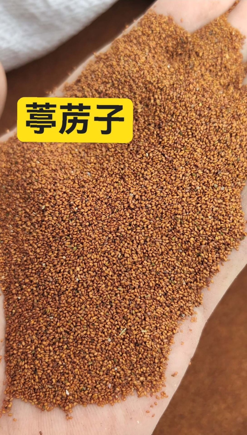 中药材葶苈子纯正野生葶苈子过筛干净无杂质一手货源
