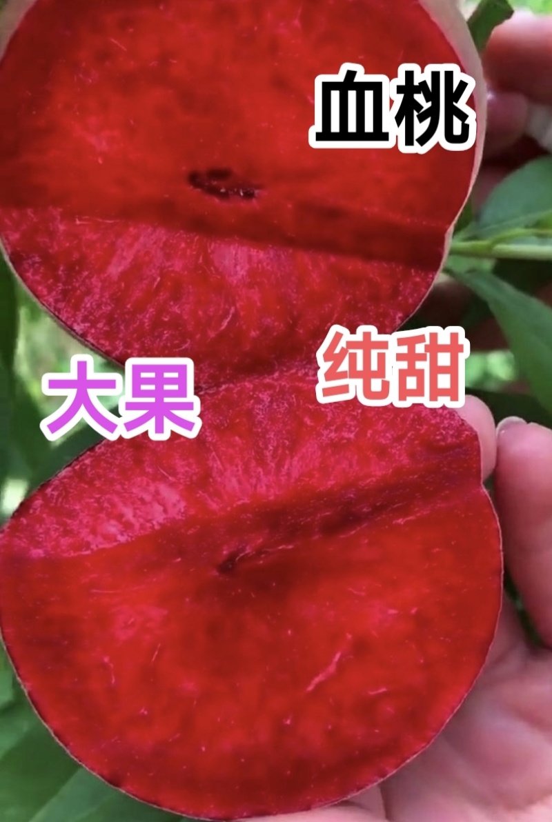 优质血桃苗，贵妃血桃苗，大果，高糖度，浓香血桃