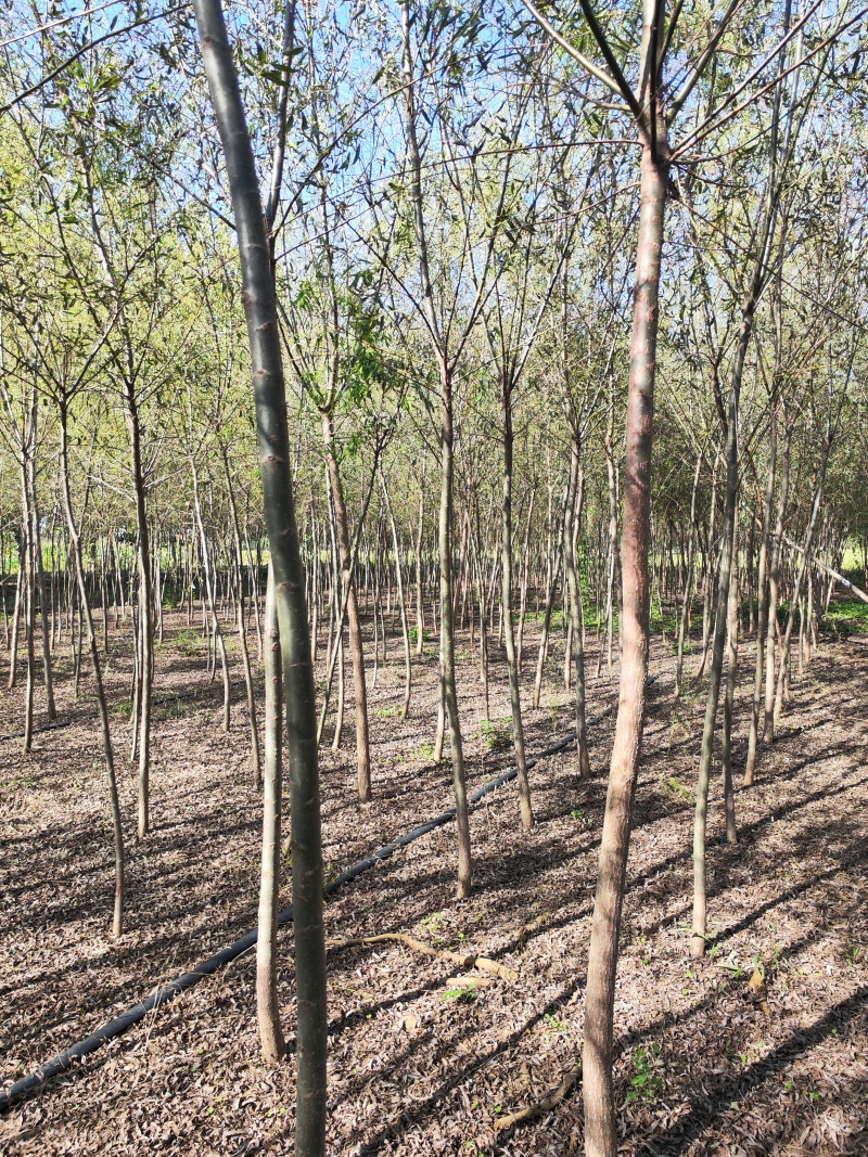 5公分垂柳直销！看苗打号挖苗，当天装车，垂柳基地