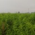 优质血桃苗，贵妃血桃苗，大果，高糖度，浓香血桃