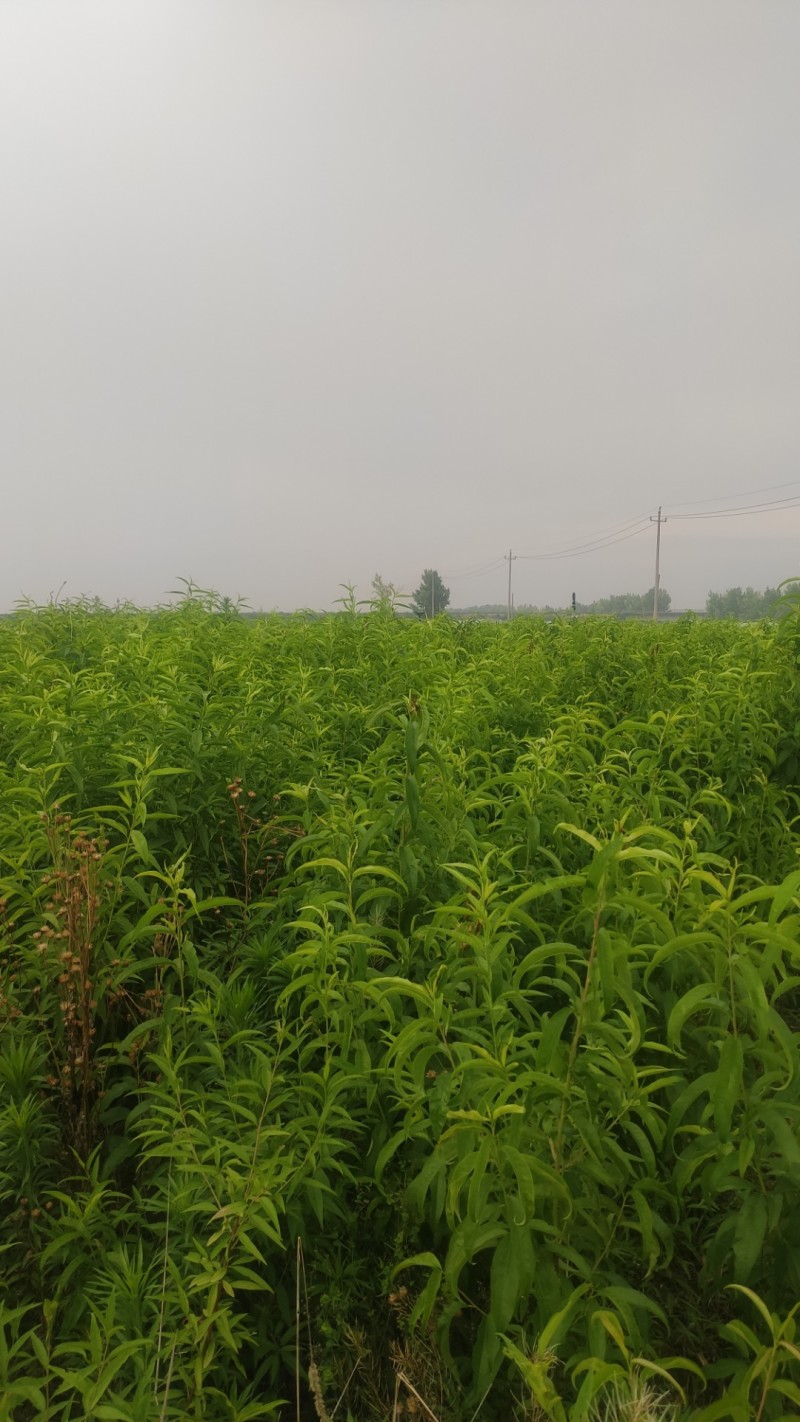 优质血桃苗，贵妃血桃苗，大果，高糖度，浓香血桃