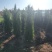 塔柏基地，高度1.8米塔柏直销！1米塔柏直销，看苗挖苗
