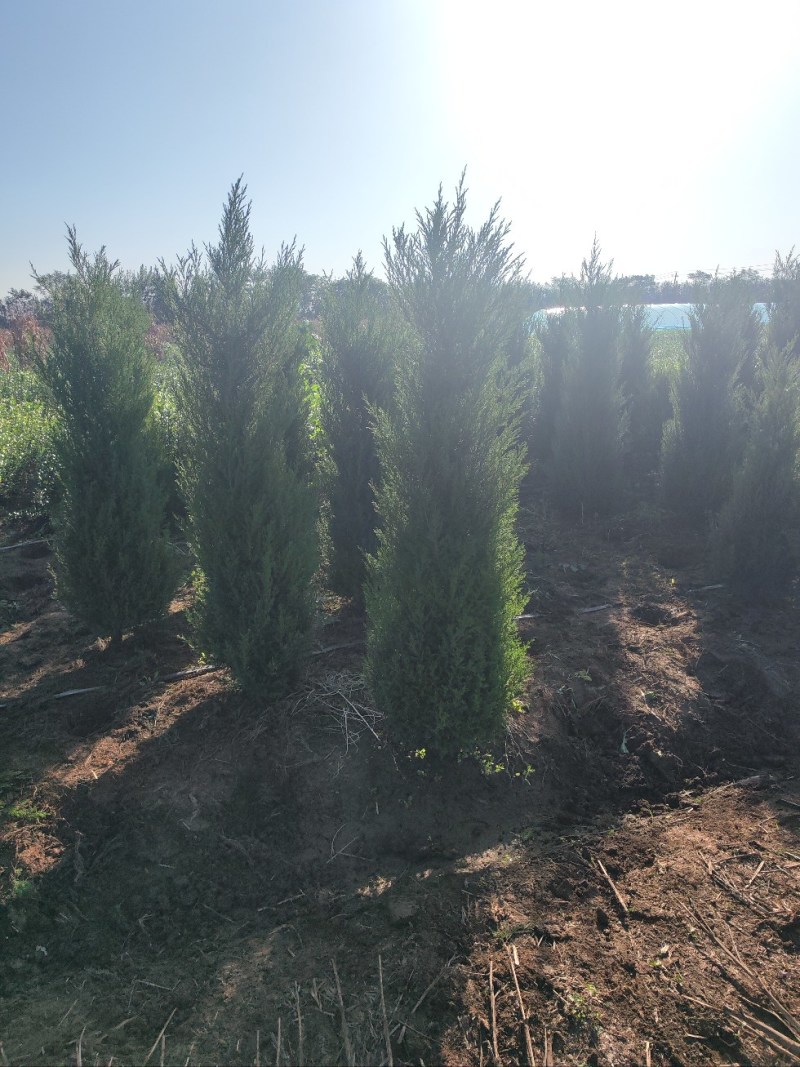 塔柏基地，高度1.8米塔柏直销！1米塔柏直销，看苗挖苗