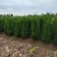 塔柏基地，高度1.8米塔柏直销！1米塔柏直销，看苗挖苗