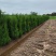 塔柏基地，高度1.8米塔柏直销！1米塔柏直销，看苗挖苗