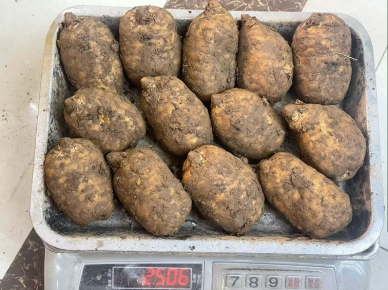 正宗云南昭通小草坝新鲜天麻产地直发全国发货