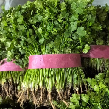 聊城香菜大量上市