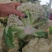 散花花菜白花白面青梗松花菜大量上市