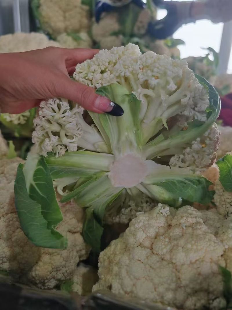 散花花菜白花白面青梗松花菜大量上市