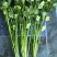 聊城香菜大量上市