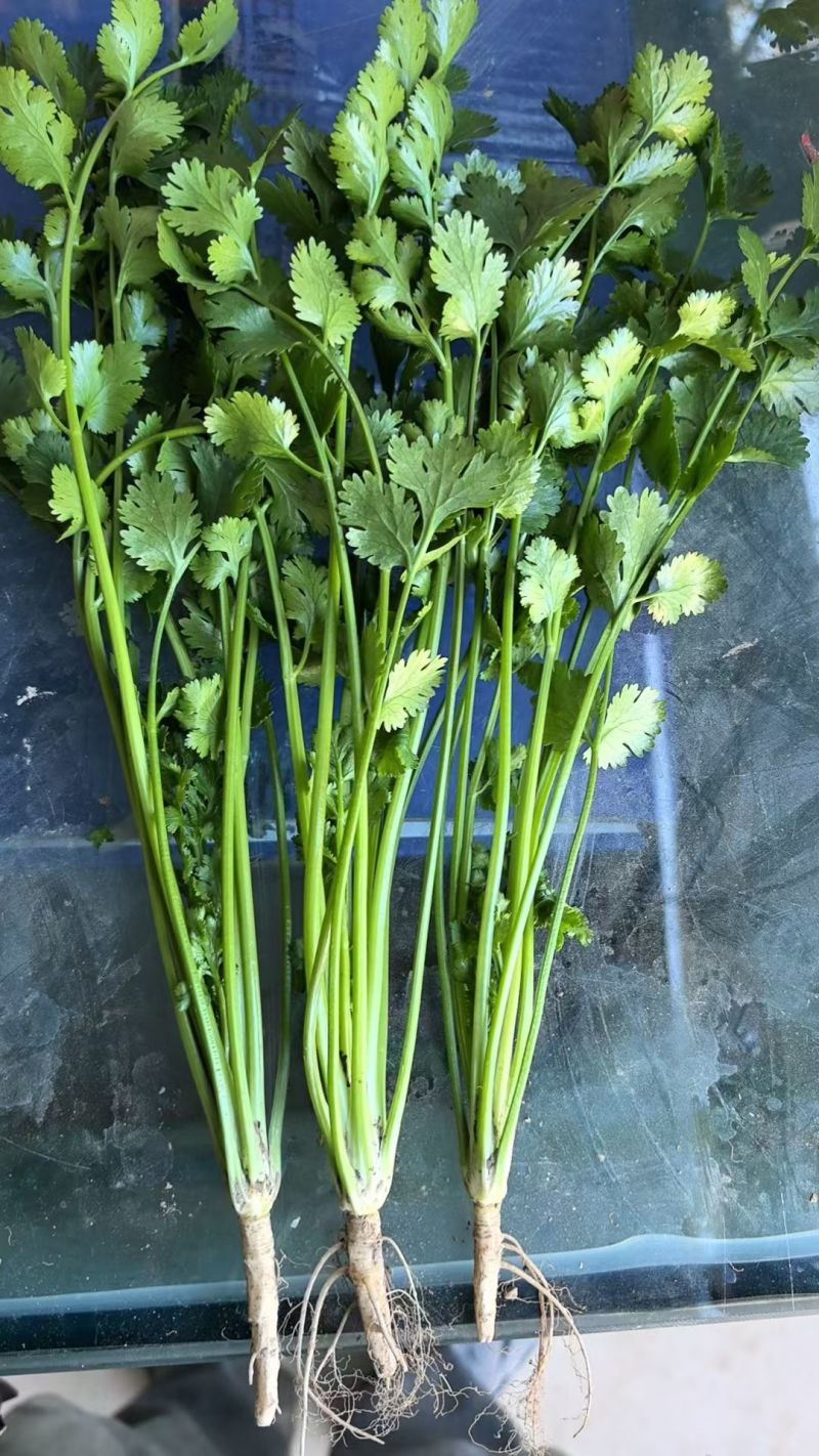聊城香菜大量上市