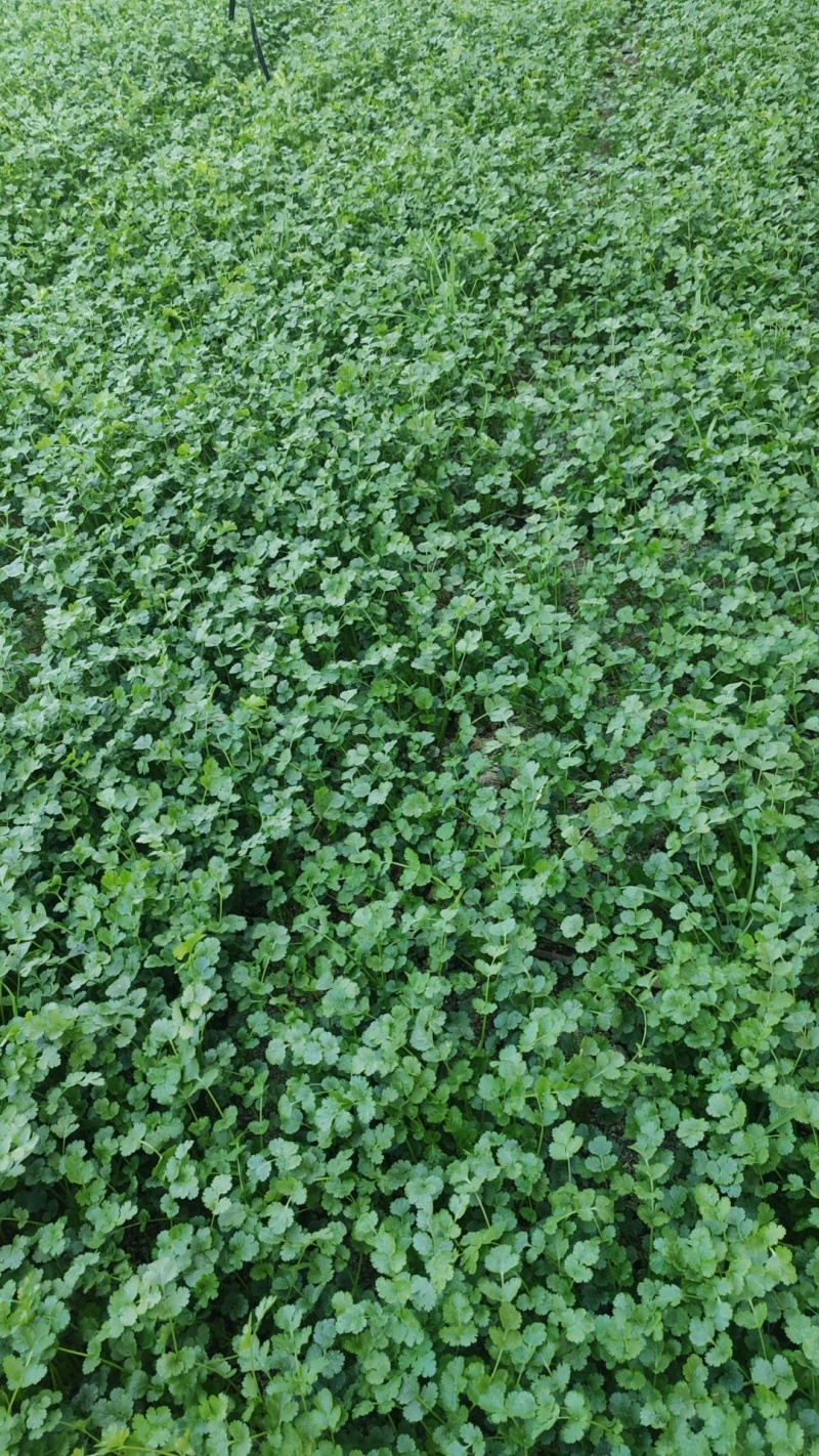 聊城香菜大量上市