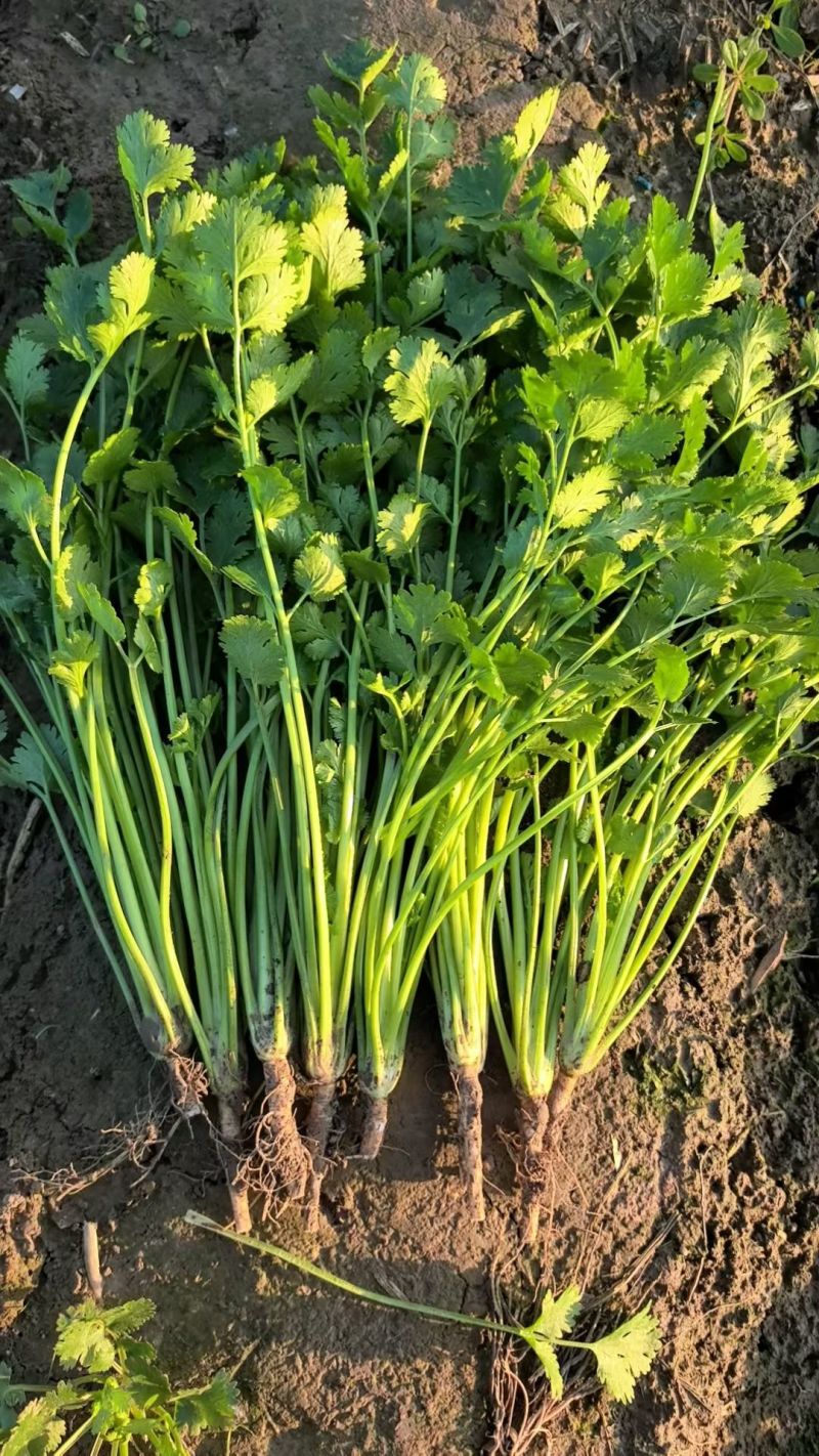 聊城香菜大量上市