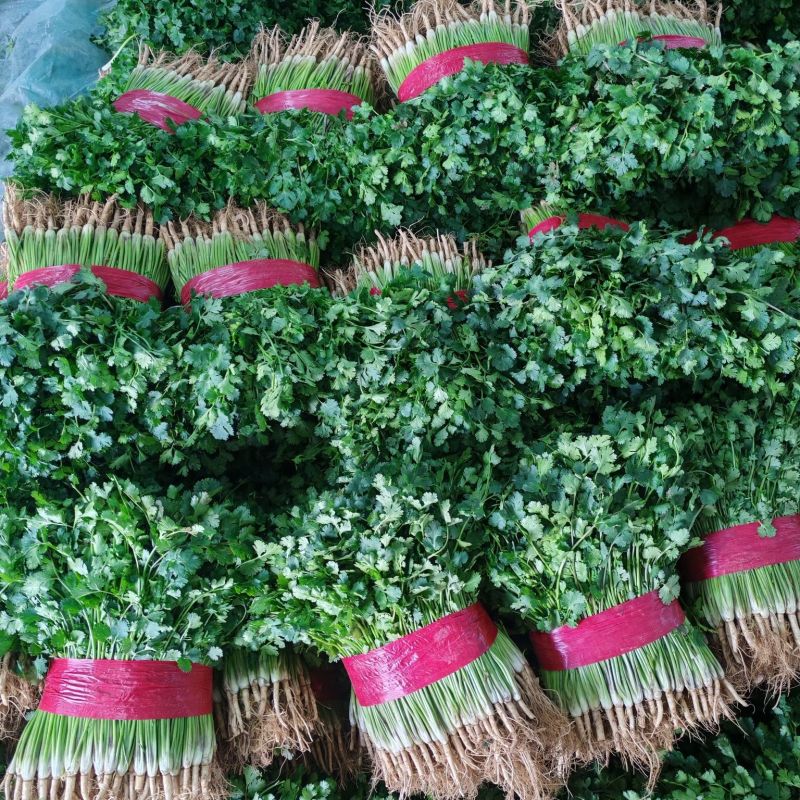 聊城香菜大量上市