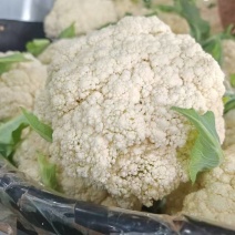 散花花菜白花白面青梗松花菜大量上市