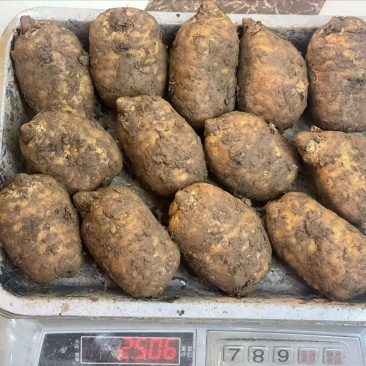 正宗云南昭通小草坝新鲜天麻产地直发全国发货