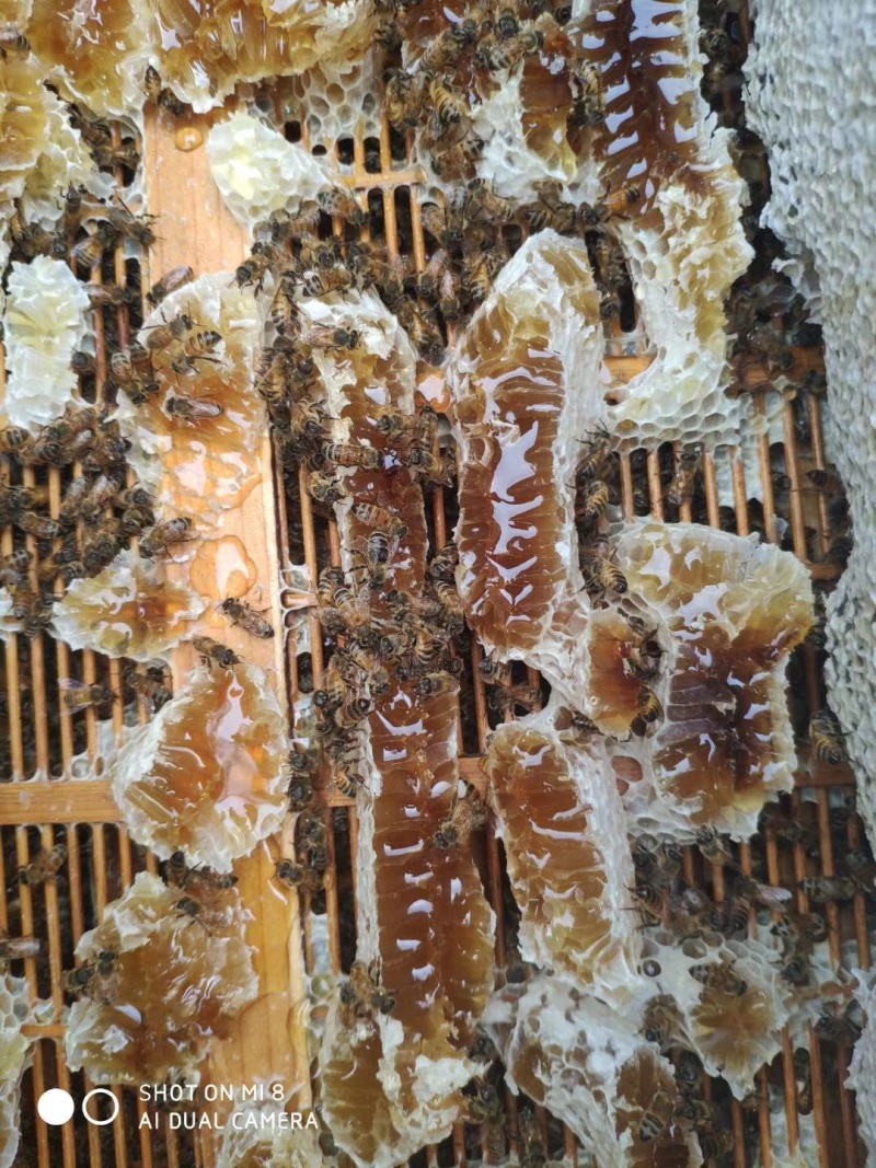 土蜂蜜杜绝添加勾兑