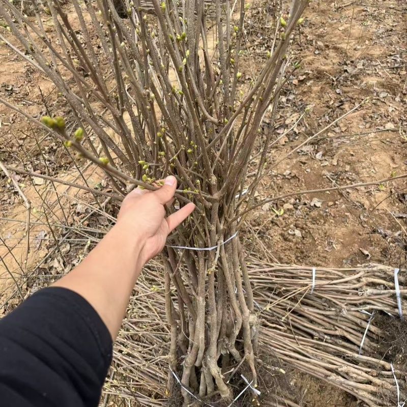 嫁接火晶柿子树苗新品种无核软柿子苗南北方种植当年结果