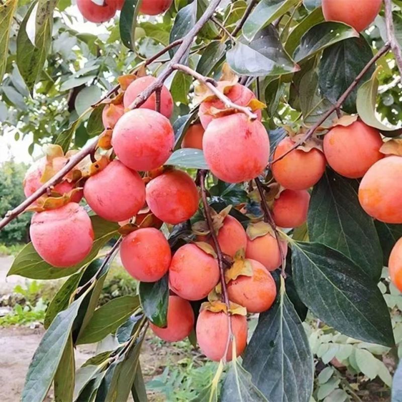 嫁接火晶柿子树苗新品种无核软柿子苗南北方种植当年结果