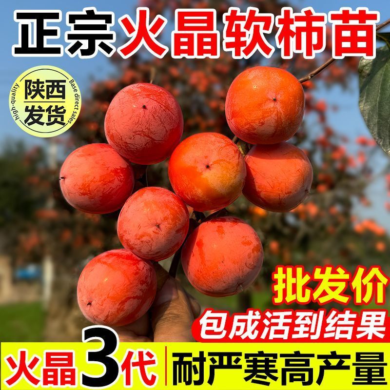 嫁接火晶柿子树苗新品种无核软柿子苗南北方种植当年结果