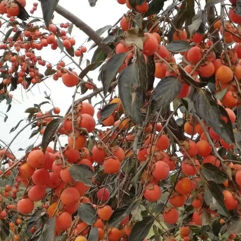 嫁接火晶柿子树苗新品种无核软柿子苗南北方种植当年结果