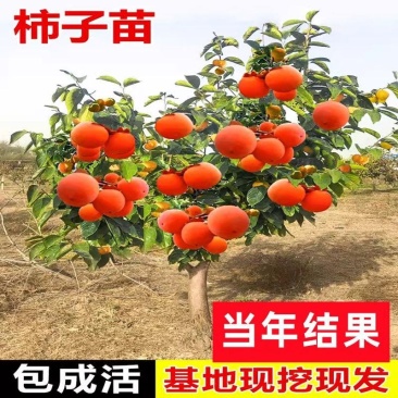 嫁接火晶柿子树苗新品种无核软柿子苗南北方种植当年结果