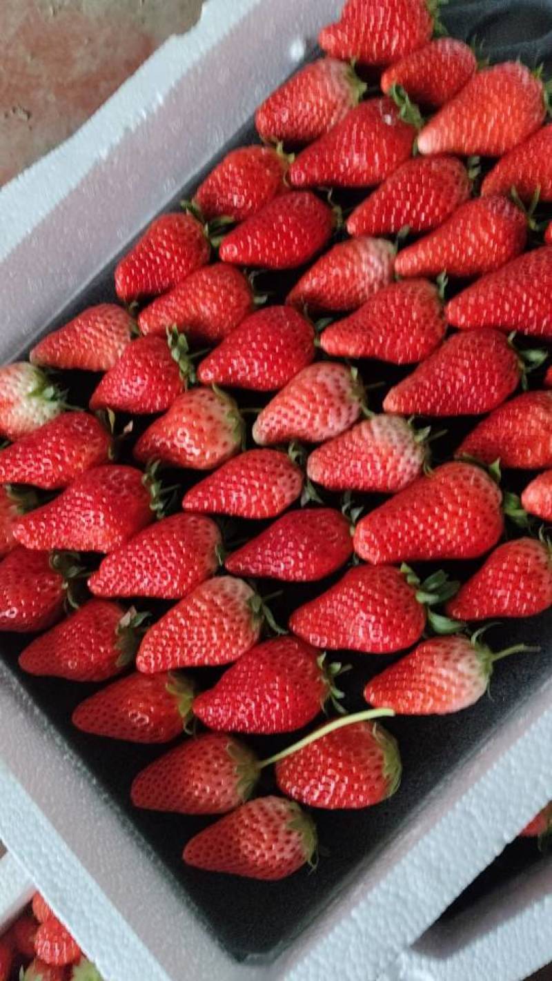 甜宝草莓🍓