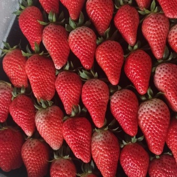 甜宝草莓🍓