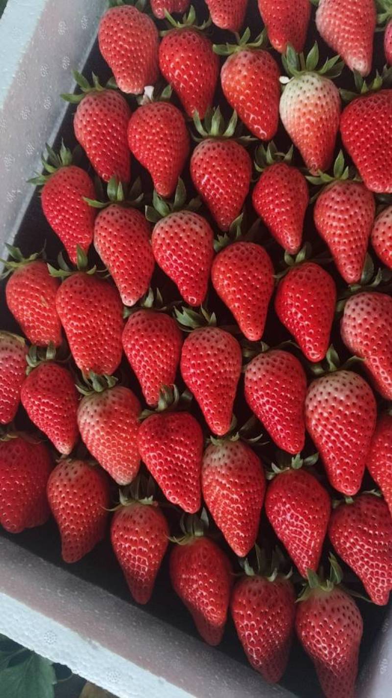 甜宝草莓🍓