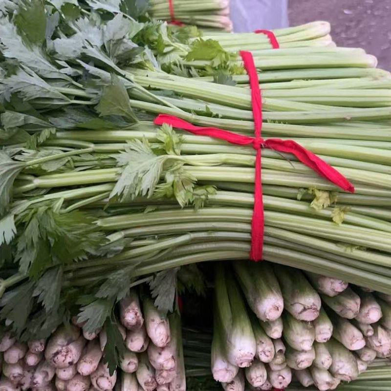 河南芹菜/精品西芹/产地直发/供应全国/承接电商团购