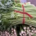 河南芹菜/精品西芹/产地直发/供应全国/承接电商团购