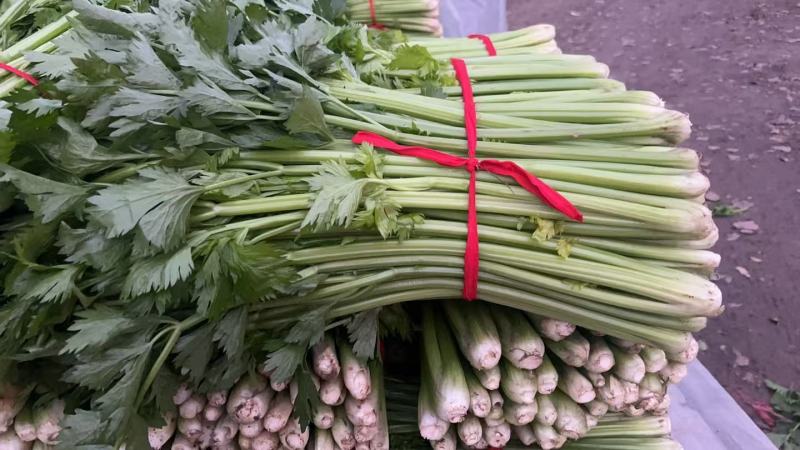 河南芹菜/精品西芹/产地直发/供应全国/承接电商团购