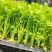 穴盘芹菜苗西芹苗法国皇后200穴盘芹菜苗，基地直发